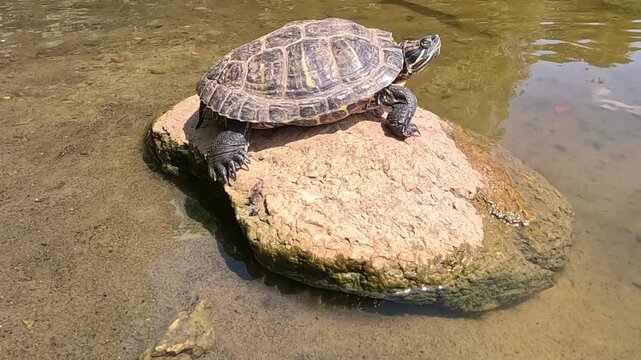 A turtle rests on a rocky surface on the shore of a pond, shot close-up in daylight, slowly shifting its body weight, turning its head and adjusting its legs on a rock.