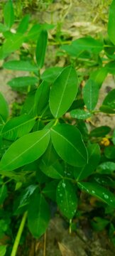 Fresh green arachis hypogaea peanut plant leaves with rain droplets