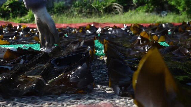 Korea kelp sea tangle dried harvest drying process local village workers labor marine industry aquaculture fishery farm seaweed product 한국 다시마 말리기 작업 다시마건조 수확 어촌 주민 노동 수산업 양식업 어업 해조류 수산물 가공 식품 식재료 건조장