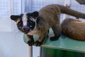 A close up portrait of a juvenile Masked Palm Civet (Paguma larvata), highlighting its large eyes, soft fur, and curious expression. © Danny Ye