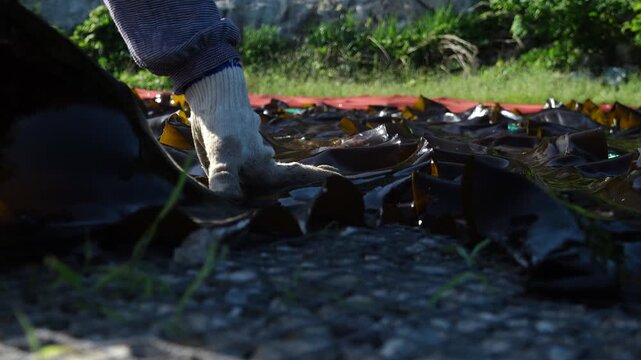 Korea kelp sea tangle dried harvest drying process local village workers labor marine industry aquaculture fishery farm seaweed product 한국 다시마 말리기 작업 다시마건조 수확 어촌 주민 노동 수산업 양식업 어업 해조류 수산물 가공 식품 식재료 건조장