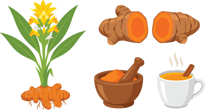 Organic turmeric root vector illustration set with flowering plant curcuma rhizome halves ground spice powder in mortar and golden milk tea cup with cinnamon stick isolated on white background