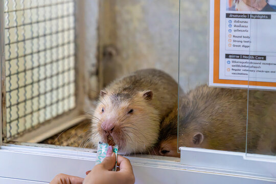 Bangkok Thailand 2nd Jun 2026: A staff member feeds an Indomalayan Bamboo Rat (Rhizomys sumatrensis) at a pet caf&eacute; in Bangkok, Thailand.