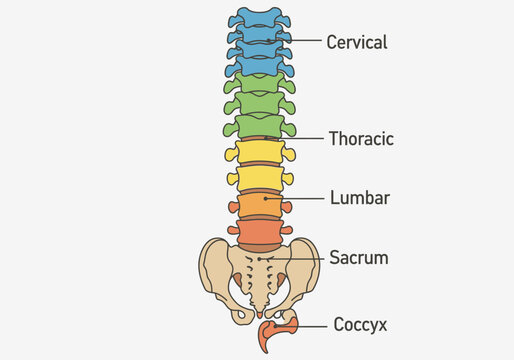 Human Spine Anatomy Labeled Vertebrae Sections Cervical Thoracic Lumbar Sacrum Coccyx.