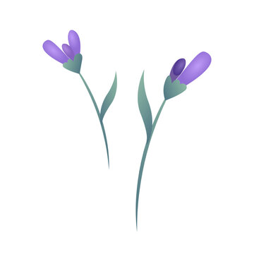 Lavender sprigs flat vector illustration. Isolated elements for natural cosmetics, wellness, and Provence design. Purple lavender stem with leaves for aromatherapy, wedding stationery on white
