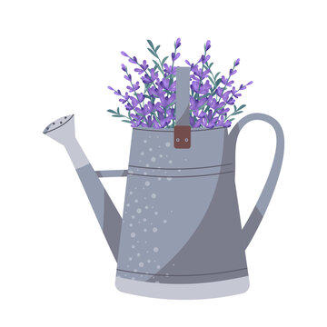 Gardening watering can with purple lavender bouquet. Vintage metal watering can with a bouquet of lavender flowers. Vector illustration isolated on white. Lavender flowers in garden watering can.