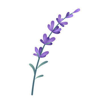 Lavender sprig flat vector illustration. Isolated element for natural cosmetics, wellness, and Provence design. Delicate purple lavender stem with leaves for aromatherapy, wedding stationery on white