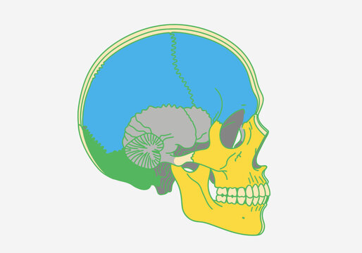 Anatomical illustration of a human skull with brain in profile view.