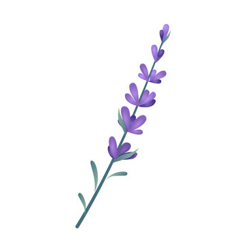 Lavender sprig flat vector illustration. Isolated element for natural cosmetics, wellness, and Provence design. Delicate purple lavender stem with leaves for aromatherapy, wedding stationery on white