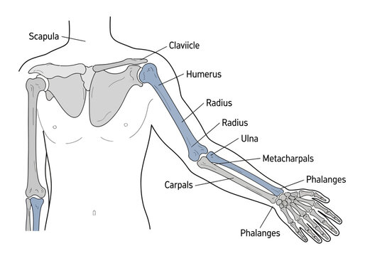 Anatomical illustration of the human arm bones and shoulder girdle.