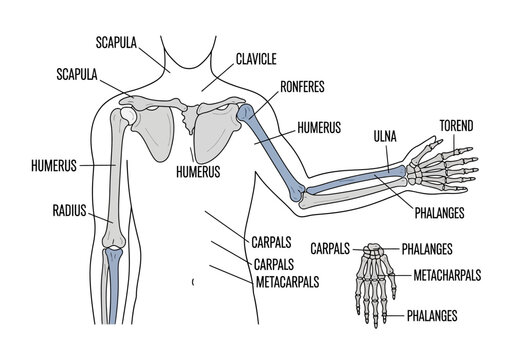 Anatomical Illustration of the Human Arm and Shoulder Bones.
