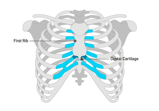 Anatomical illustration of the human rib cage with highlighted first rib and costal cartilage.