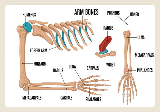 Anatomical Illustration of Human Arm Bones and Hand Structure.