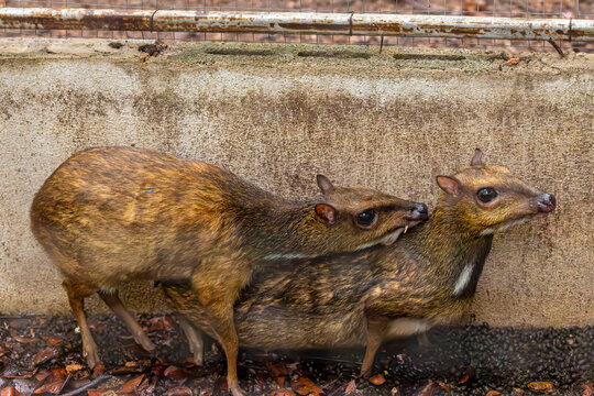 A male Greater Mouse Deer (Tragulus napu) mounts a female during courtship and mating behavior, displaying natural reproductive behavior.