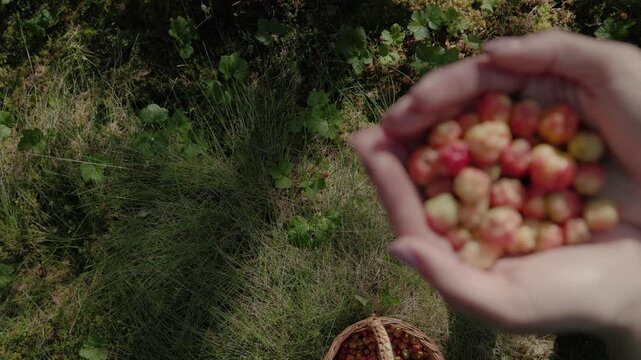 Close-up of cupped hands filled with ripe cloudberries in soft forest light with dark natural background