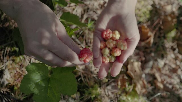 Close-up of hands holding ripe cloudberries in a forest setting with green leaves and soft sunlight