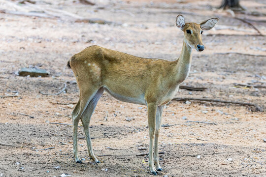 A female Thailand's Brow antlered Deer (Panolia eldii siamensis) stands calmly, displaying the graceful appearance of this rare subspecies.