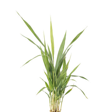 A young bamboo plant with long slender green leaves and segmented stalks, isolated on a white background, showing a detailed root system at bottom