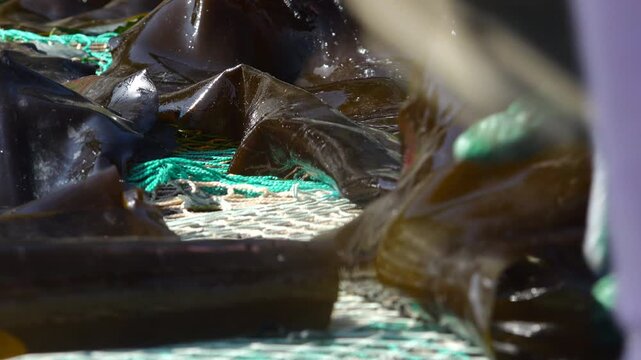 Korea kelp sea tangle dried harvest drying process local village workers labor marine industry aquaculture fishery farm seaweed product 한국 다시마 말리기 작업 다시마건조 수확 어촌 주민 노동 수산업 양식업 어업 해조류 수산물 가공 식품 식재료 건조장