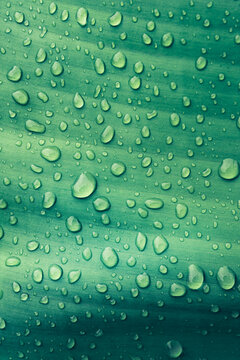 Mint green background with abstract water drops texture on tropical leaf.