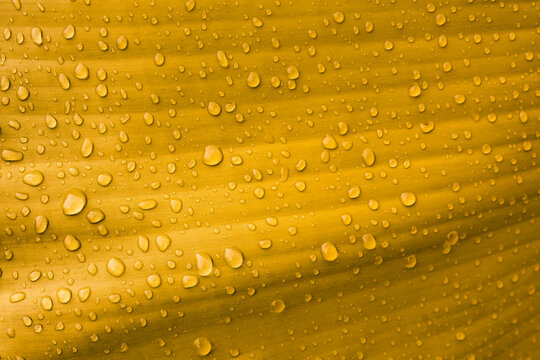 Golden summer background with abstract water drops texture on tropical leaf.