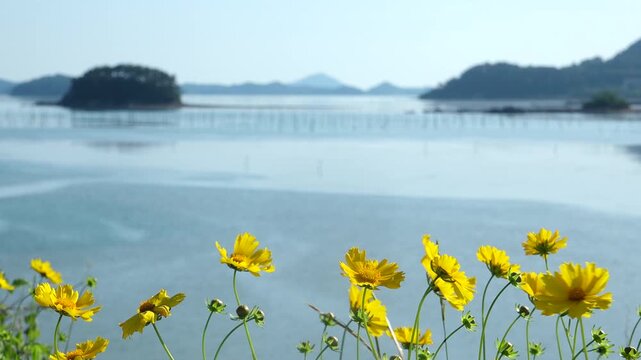 Scenic view of a peaceful Korean southern sea fishing village with local fisherman boats, mudflats, and islands in Namhae / 한국 남해바다 어촌 마을 풍경, 어민들의 고기잡이 배와 평화로운 섬, 갯벌 해안가 풍경 영상