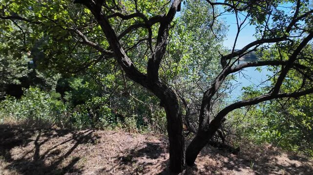High-quality 4K footage at 24fps of a sun-drenched orchard slope. Features a focus on a mature tree trunk and detailed dappled shadows cast across dry grass and soil, with natural motion blur.