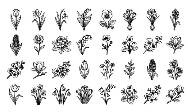 Hand drawn spring flowers outline icon set with tulips daffodils snowdrops lily of the valley pansies and botanical floral elements isolated on white background