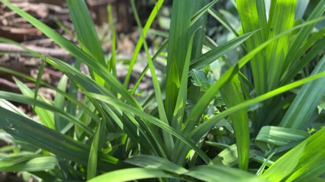 Lush pandan plant cluster in natural sunlight