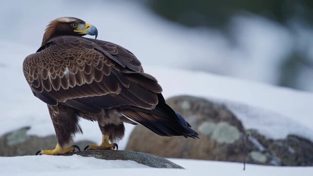 Brown raptor perched on snow covered rock with folded wings, alert head turn and layered scalloped feathers in cold winter landscape, low rear side viewpoint with natural detail