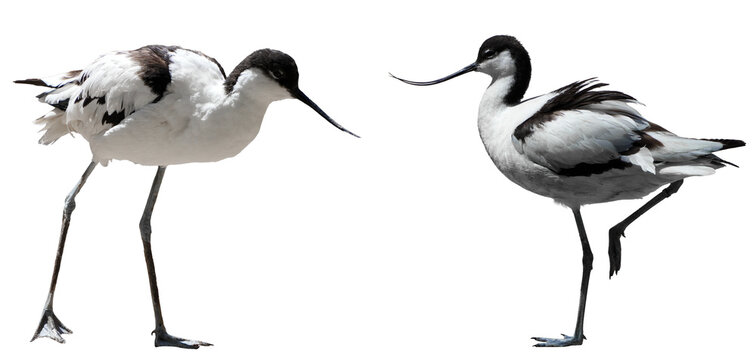 two elegant pied avocets (recurvirostra avosetta) standing isolated on a transparent background