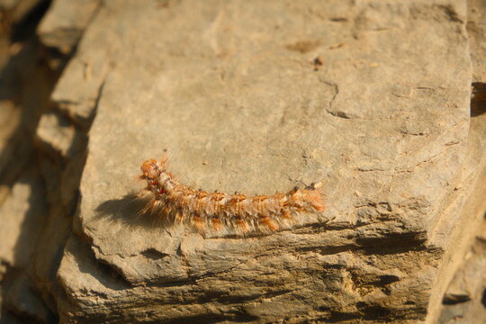 Detailed close up view of a hairy caterpillar crawling across a flat rock surface in nature.