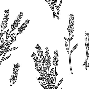 Seamless pattern with lavender flower. Hand draw engraving black vintage illustration. Isolated on white background.