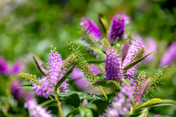 Obraz premium Selective focus of purple pink flowers with green leaves in the garden, Hebe is a genus of plants, Shrubby Veronica is a small evergreen, Dome-shaped shrub featuring tiny, Nature floral background.