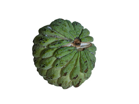 Fresh ripe green cherimoya fruit isolated