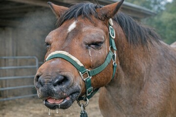 Obraz premium A detailed view of a horse's halter, perfect for use in equine-themed designs or articles