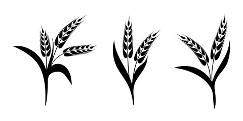 Fototapeta premium Set ears of wheat, rye or barley, agriculture and harvest, black isolated silhouette on white background, vector drawing