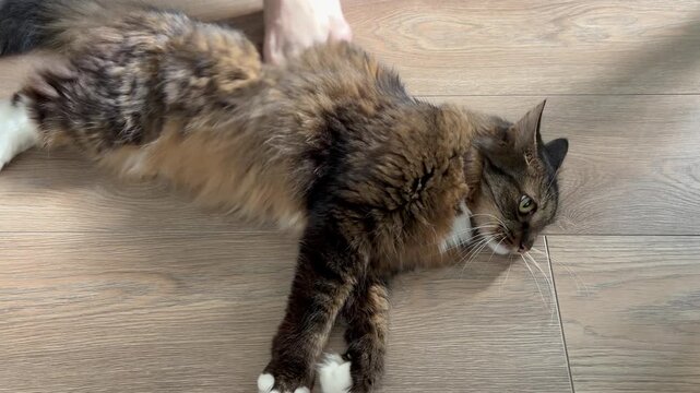 a fluffy, long-haired tabby cat with white paws lying stretched out on a light wooden floor. A bare human foot is gently rubbing and massaging the cat's back.