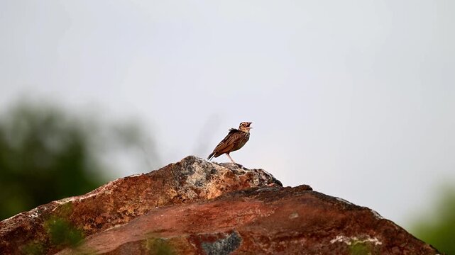 A steady, small Lark bird perched on the crest of a rugged, textured rock. The shot features a clean, minimally distracted background.