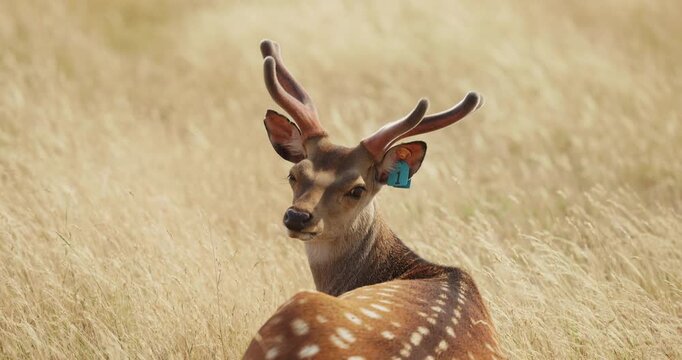 Close up of beautiful spotted deer lying in tall dry grass