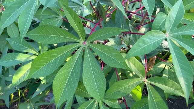 Fresh green cassava leaves on plantation farm close up
