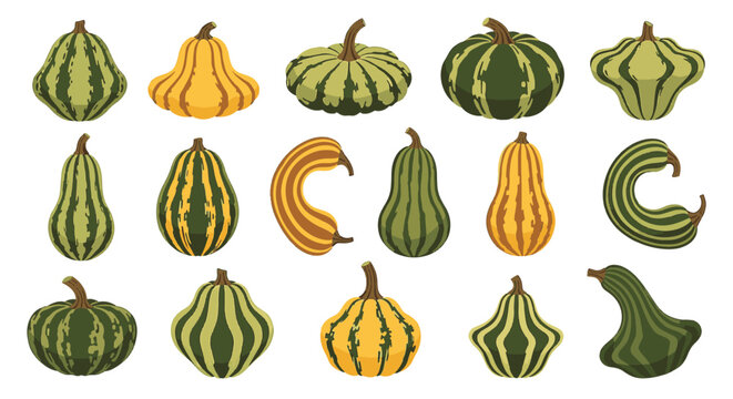 Set of diverse decorative gourds and winter squash illustrations featuring green and yellow stripes and unique shapes, isolated on a white background for autumn harvest designs.