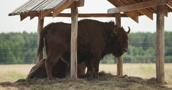 Powerful European bison standing under wooden shelter at safari park