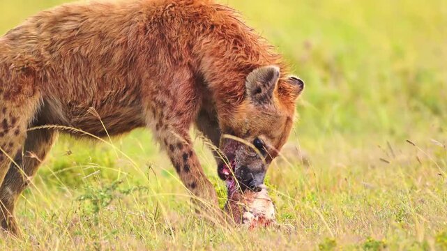 Close up shot of a wild spotted hyena tearing and eating prey in the dry grass of the savanna on safari