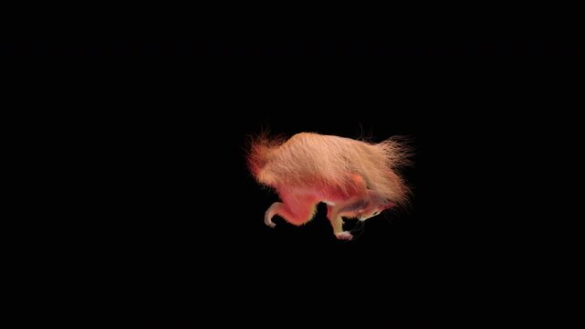 Realistic dancing squirrel performing rumba dance animation with alpha channel transparent background