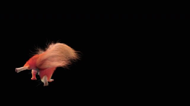 Realistic dancing squirrel performing rumba dance animation with alpha channel transparent background