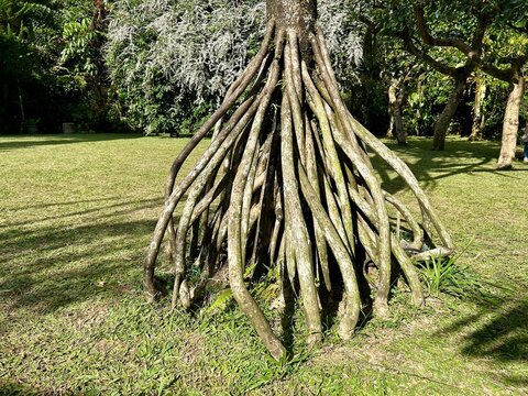 unique stilt roots of a pandanus tectorius tree in a sunny park