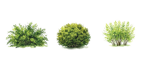Set of three green garden bushes and shrubs for landscaping design ©  Designer