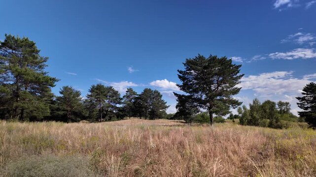 Fast panning video of a wide summer meadow with dry yellow grass, a large lone pine tree, and a bright blue cloudy sky. This 4K resolution footage is shot at 24fps with smooth motion blur effect.