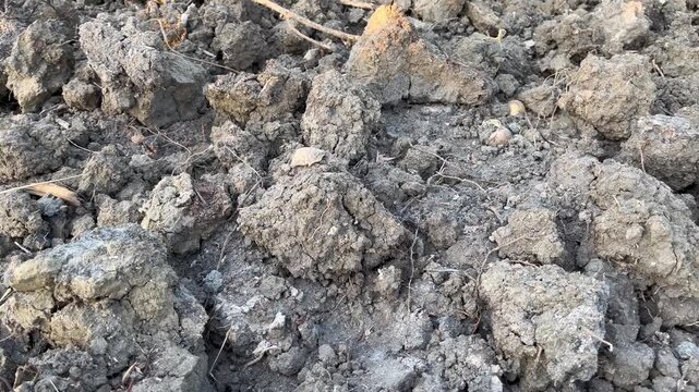 Close Up of Heavy Clay Soil and Rough Earth Clods with Pebbles